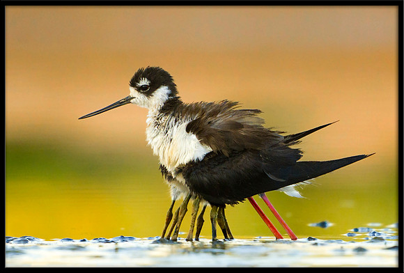 Black-necked Stilt w/4 chicks beneath her