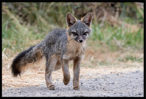 Grey Fox
