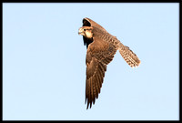 Lanner Falcon