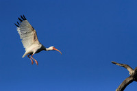 White Ibis landing on tree