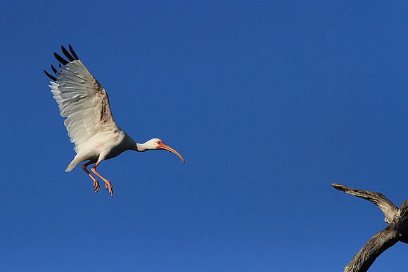 White Ibis landing on tree