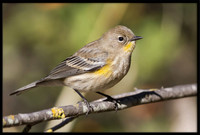 Yellow-rumped Warbler