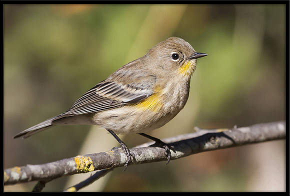 Yellow-rumped Warbler