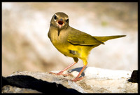 MacGillivray's Warbler