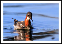 Red-necked Phalarope