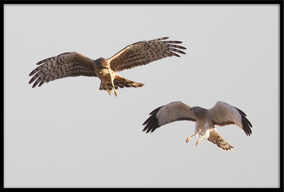 Northern Harrier couple