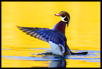 Wood Duck