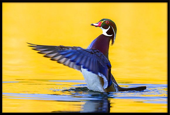 Wood Duck