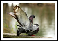 Pigeons Mating