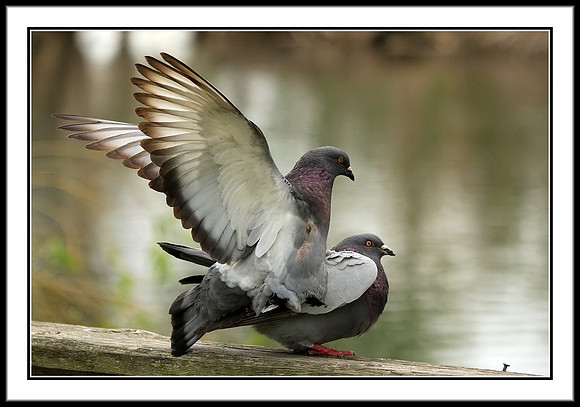Pigeons Mating