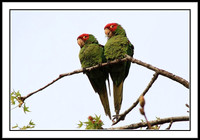 Wild Parrots in Temple City, CA