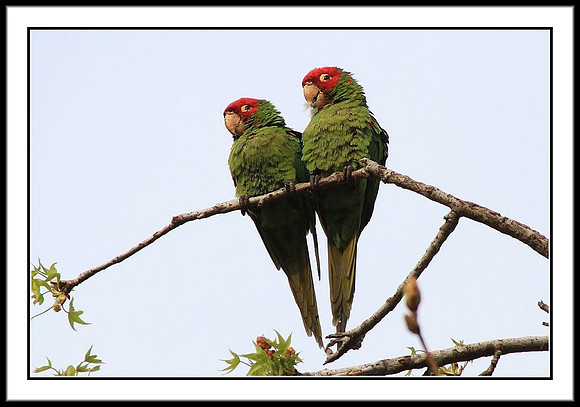 Wild Parrots in Temple City, CA