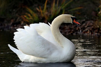 Mute Swan