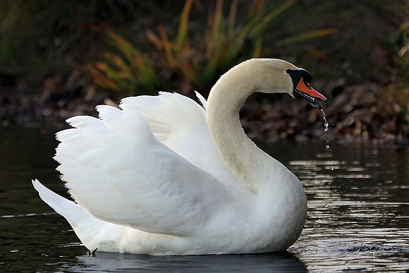 Mute Swan
