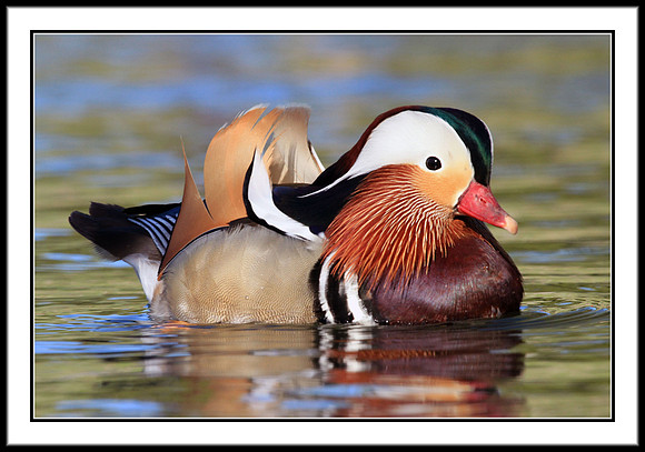 Mandarin Duck