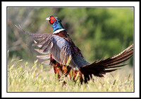 Ring-necked Pheasant