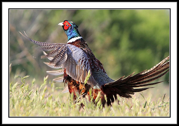 Ring-necked Pheasant