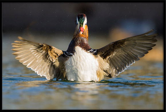 Mandarin Duck
