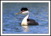 Western Grebe