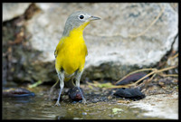 Nashville Warbler