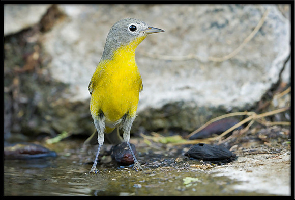 Nashville Warbler