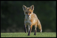 Red Fox