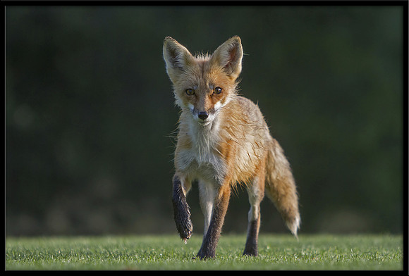 Red Fox