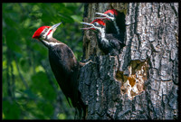 Pileated Woodpecker father feeding young