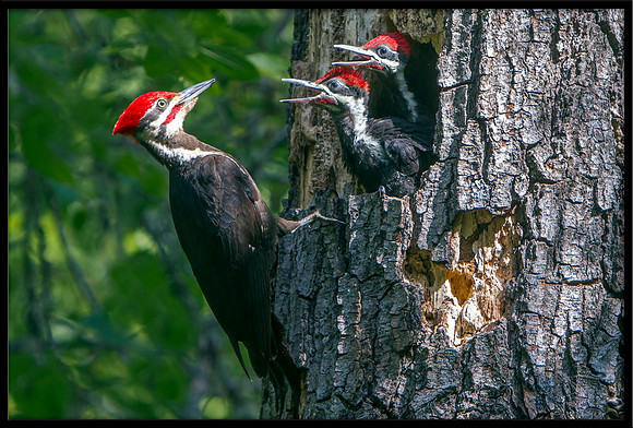 Pileated Woodpecker father feeding young