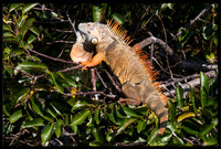 Iguanas