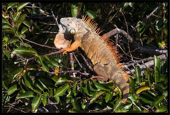 Iguana
