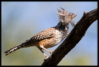 Cactus Wren