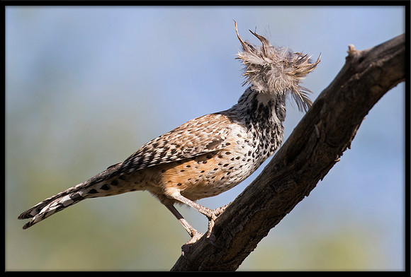 Cactus Wren With Nesting Material