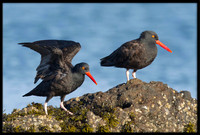 Black Oystercatchers