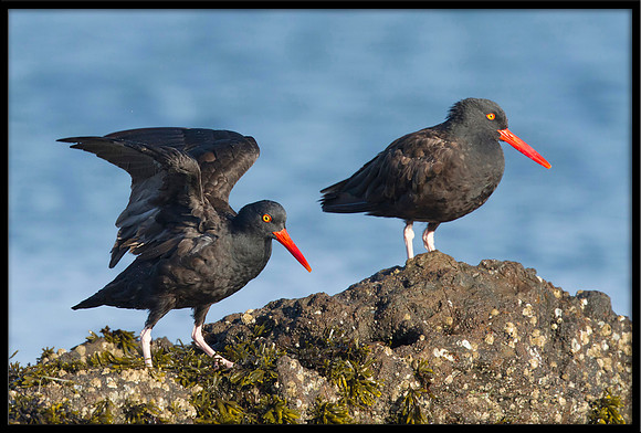 Black Oystercatchers