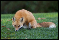 Red Fox