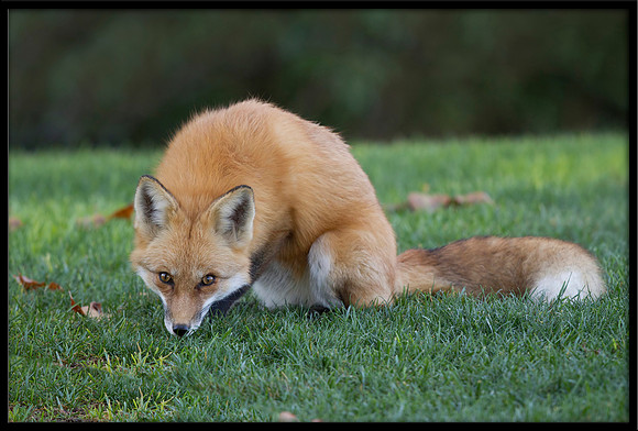 Red Fox