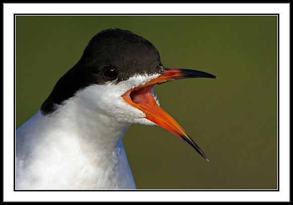 Forster's Tern