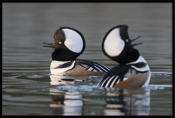Hooded Mergansers