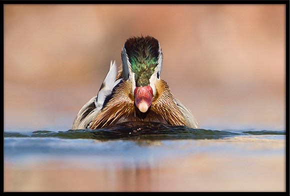 Mandarin Duck