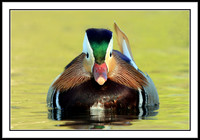 Mandarin Duck