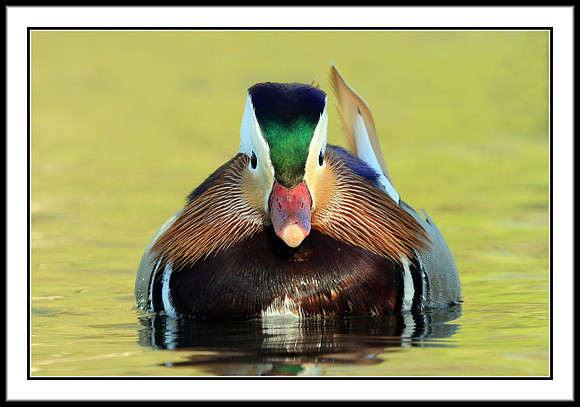 Mandarin Duck