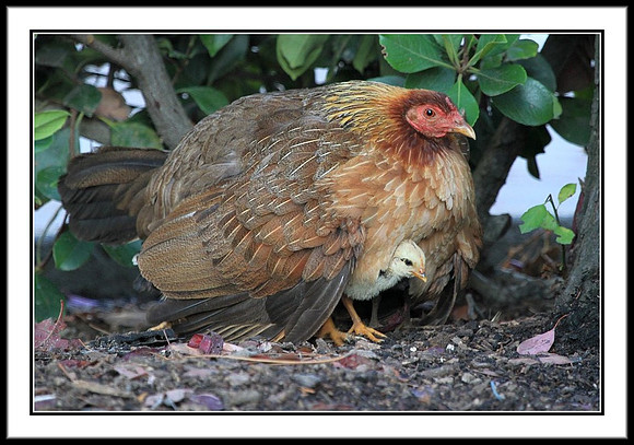Mom and Chicks