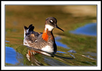 Red-necked Phalarope