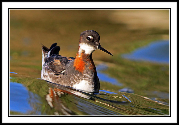 Red-necked Phalarope