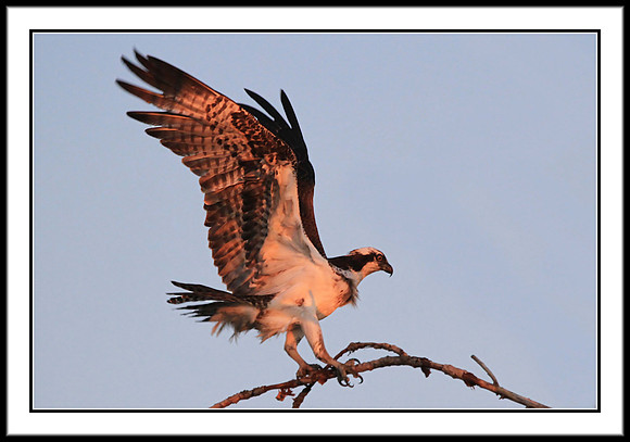 Osprey