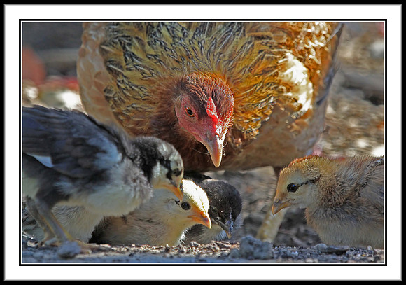 Mom and Chicks