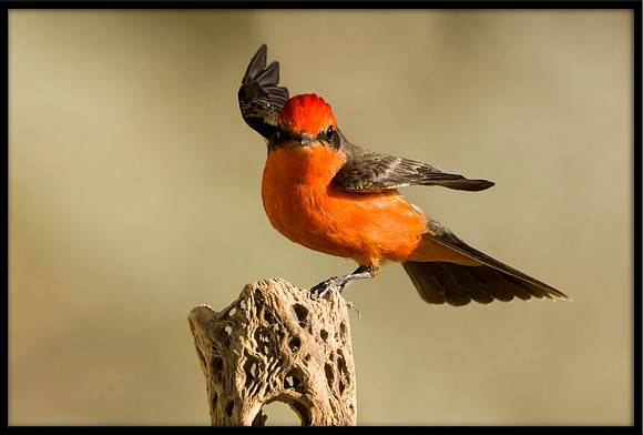 Vermilion Flycatcher