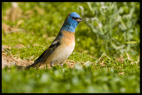 Lazuli Bunting