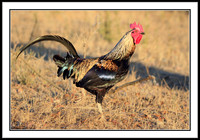 Red Junglefowl